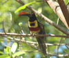 Aracari tucan