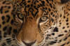 Jaguar Look