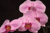 Phalaenopsis