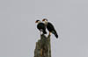 caracara