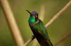 colibri